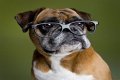 Are Boxer Dogs Smart