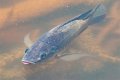 Can Fish Live In The Salton Sea