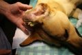 How much is ear surgery for dogs?