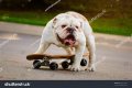 Question: Why Do English Bulldogs Riding Skateboards