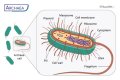 What is so special about the archaea domain?
